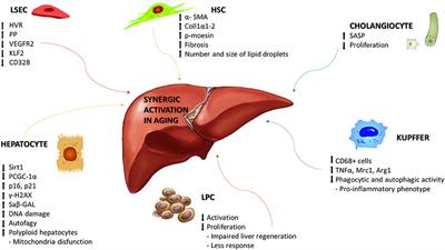 Aging-Related Molecular Pathways in Chronic Cholestatic Conditions